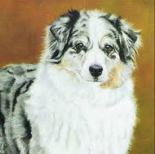 I have 3 asdr female australian shepherd puppies available and ready to go now. Shadow Fox Miniature American Shepherds Home