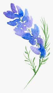 Download Design Flower Watercolor Painting Svg Stock Flower Design Transparent Background Transparent Png 1301x2215 Free Download On Nicepng
