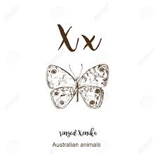 The pictures teach how drawing using the first letter of each word. Ringed Xenika Butterfly A To Z Alphabet Sketch Australian Animals Drawing Vector Illustration Vintage Hand Drawn With Lettering Letter X For Ringed Xenika Butterfly Abc Royalty Free Cliparts Vectors And Stock Illustration
