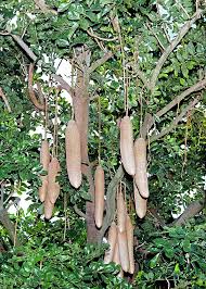 Image result for Kigelia africana