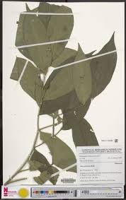 Image result for Olax gambecola