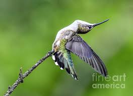 For additional identification help, please refer to <em><a… Ruby Throated Hummingbird Bending Over Backwards Onesie For Sale By Cindy Treger