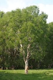 Melaleuca Leucadendra Weeping Paperbark Small Trees Brachychiton Rupestris Melaleuca