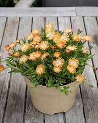 Topaz in its natural state is a golden brown to yellow. Delosperma Jewel Of The Desert Topaz Hayloft