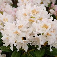 Rhododendron Cunningham S White Rhododendron Flowers Cunningham