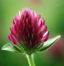 Image result for Trifolium masaiense