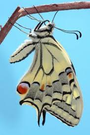28butterflies And Moths Beautiful Butterflies Moth Butterfly
