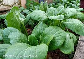 Plant, tanam, random, concile, variola, farming, smallpox, small pox, chickenpox. Hobi Suka Bercucuk Tanam Boleh Hasilkan Duit Mulakan Dengan Langkah Begini Keluarga