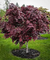 Maybe you would like to learn more about one of these? Acer Emperor 1 Japanese Maple 10 Pot Hello Hello Plants Garden Supplies