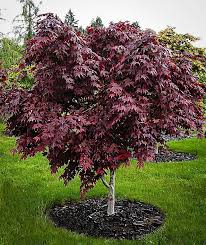 My garden is quite small but i pack it tight! Acer Palmatum Wolff Japanese Maple Ted Collins Tree Landscape