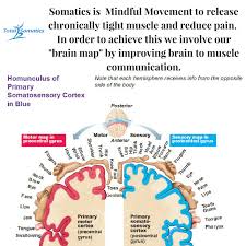 These pictures of this page are about:arm muscle map. The Importance Of Good Posture Muscle Control For Exercise Total Somatics