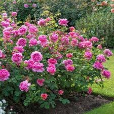 Princess Alexandra Of Kent David Austin Roses David Austin Roses Heirloom Roses English Roses