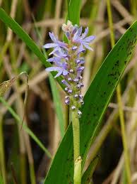 Image result for Pontederia