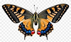 82 gambar ilustrasi hewan kupu kupu. Nature Animals Butterfly Insect Flying Wing Probe Gambar Hewan Kupu Kupu Hd Png Download 960x567 3573962 Pngfind