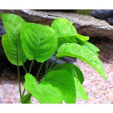 Image result for Disperis johnstonii