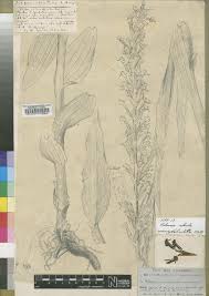 Image result for Habenaria schimperiana