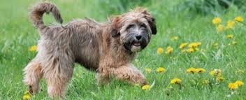 Tibetan terrier breed information description: Tibetan Terrier Puppies