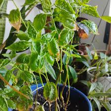 Image result for Hypoestes sp. aff. aristata B