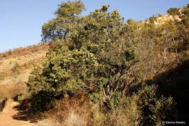 Image result for Nuxia congesta