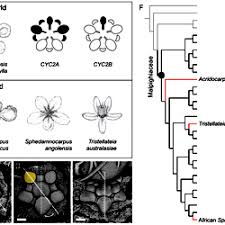 Image result for Sphedamnocarpus angolensis