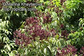 Image result for Millettia dura