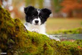 Border Collie Puppy Do You Love Cute Dogs Like This Follow Our Petsdope Pinterest Account To See Othe Collie Puppies Border Collie Puppies Border Collie