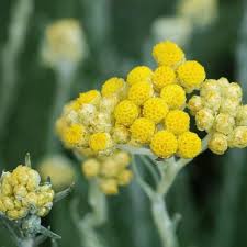 Image result for Helichrysum lastii
