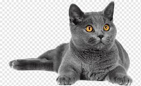 These cats are prone to the groovy mutation (as a young professor x once put it) known as heterochromia, meaning one eye may be colored differently from the other. Korat British Shorthair Chartreux Domestic Short Haired Cat Whiskers Others Blue Mammal Cat Like Mammal Png Pngwing