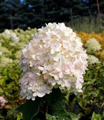 Check spelling or type a new query. Hydrangea Limelight Countryside Garden Centre