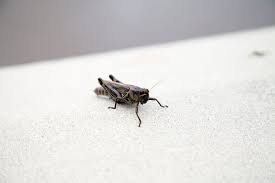 The soap counteracts their waxy outer layer, which would otherwise make them float above the water (and escape). 9 Easy Ways To Get Rid Of Crickets In Your Basement Wigglywisdom Com