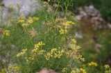Image result for Psiadia punctulata