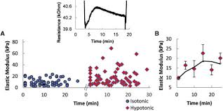 Hypotonic solutions have more water than a cell. Hypotonic Challenge Of Endothelial Cells Increases Membrane Stiffness With No Effect On Tether Force Sciencedirect
