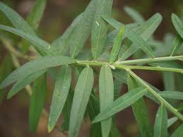 Image result for Crotalaria juncea