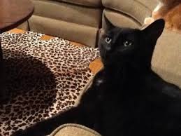 Prescription diet c/d pet food is formulated to help limit building blocks of crystals and bladder stones. Hill S Prescription Diet C D Multicare Urinary Care Cat Food Chicken Cat Veterinary Diets Petsmart