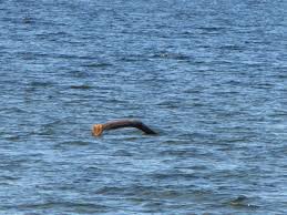 A Close Encounter of the Sea Monster Kind | Love Those "Hands at Home"