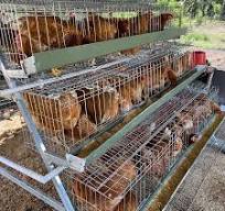 Jaula para pollos de engorde resistente y fácil de montar ...
