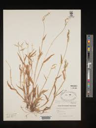 Image result for Urochloa semiundulata