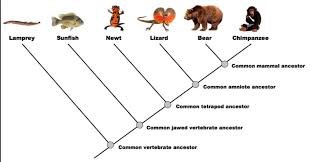 How To Read A Dendrogram The Institute Of Canine Biology