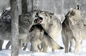 What Rank Are You In A Wolf Pack And What Do You Look Like Animals Wild Animals Beautiful Wild Animals Photography