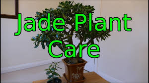 How to propagate crassula ovata 'gollum jade' from stem cuttings: Jade Plant Care Crassula Ovata Youtube