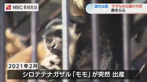 9ミリの穴で…？シロテナガザル モモの“謎の出産”で 赤ちゃんの父親がDNA鑑定で判明【長崎・佐世保】 | TBS NEWS DIG