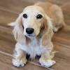 Dapple Long Haired Dachshund