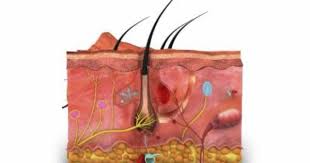 Pin On Biology Homeschool