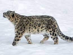 Map data provided by iucn. Snow Leopard Facts Behavior Diet Habitat And More