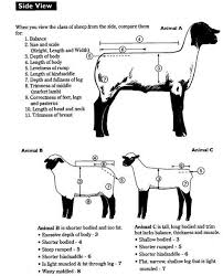 How To Judge Sheep In 2020 Livestock Judging Showing Livestock Sheep