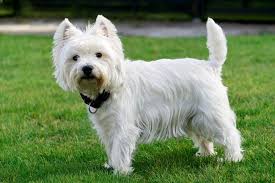 Hunde Fur Senioren Die 10 Besten Hunderassen Fur Alte Menschen Hunderassen Hunde Rassen Hunde