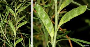 Image result for Melolobium