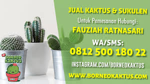 Namanya yang unik didapatkan dari kemunculan bunga yang hanya berada pada pucuk batang bak kubah sebuah kastil. Dijual Tanaman Kaktus Unik Untuk Hiasan Ruang Keluarga Dengan Pengiriman Ke Martapura Youtube