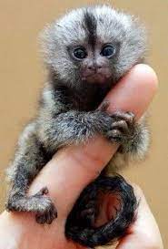 Image Result For Finger Monkey Cute Baby Monkey Pet Monkey Cute Animals