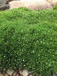 Image result for Sagina